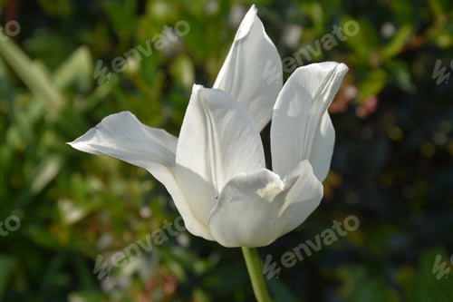 Preview: Pretty Single Flowering White Tulip Blossom Blooming In A Garden.