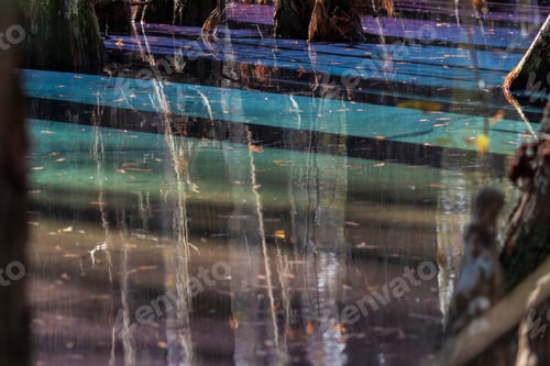 Preview: Rainbow Sheen In A Cypress Swamp As A Result Of Decomposing Leaves Releasing Tannins