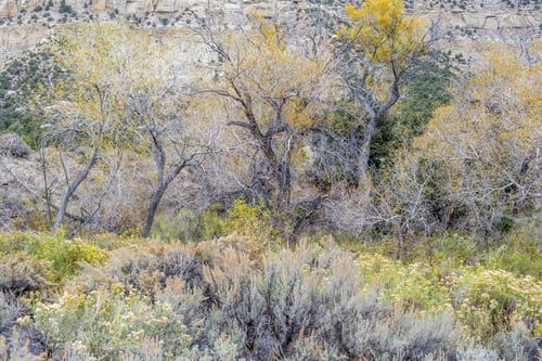 Preview: Landscape In Utah Near Capitol Reef National Park