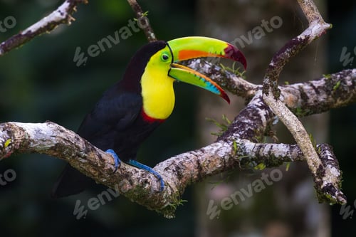 Preview: Close Up Of A Keel Billed Toucan Perched On A Tree Branch In Tropical Costa Rica