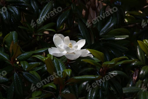 Preview: Magnolia Blossom Outdoors On The Tree