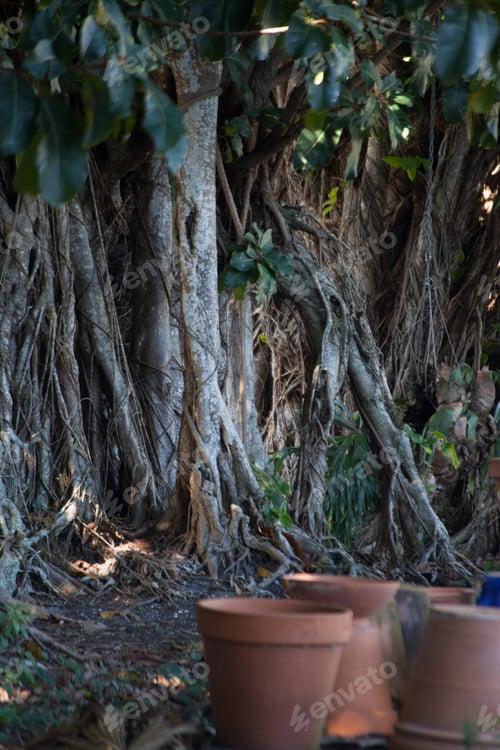 Preview: Banyan Tree Growing Outdoors In Nature