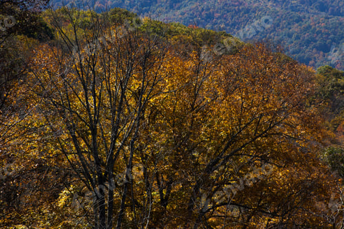 Preview: Trees With Their Fall Leaves Showing Colors