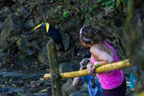 Preview: Nauyaca, Costa Rica - January 28: Toucan Perched On A Pole Near Tourists In Costa Rica. January 28