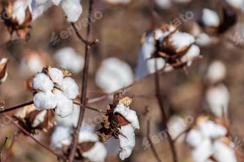 Preview: Closeup Of Blooming Cotton In A Field Ready For Harvest