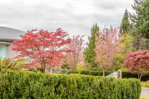 Preview: Outdoor Landscape Garden In North Vancouver, British Columbia, Canada.