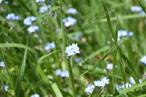 Preview: Pretty Light Blue Flowering Forget Me Not Flowers.