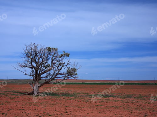 Preview: Tree In Utah