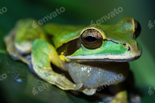 Preview: Close Up Of A Small Masked Frog On A A Large Green Leaf In Costa Rica