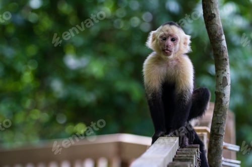Preview: Close Up Of A White Faced Monkey In The Trees Near The Beach In Playa Nacascolo, Costa Rica