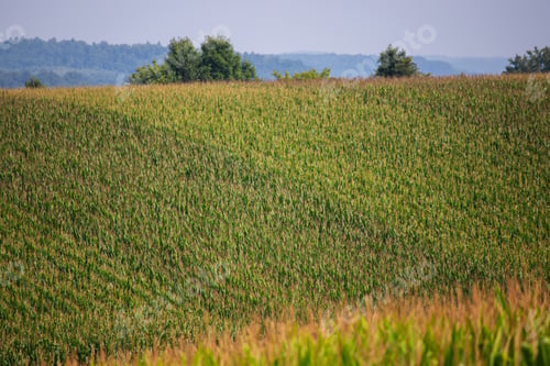 Preview: Rows Of Corn In A Field Of Rolling Hills Rural Agricultural Landscape