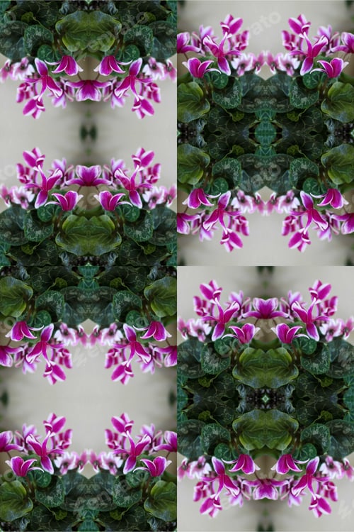 Preview: A Cyclamen House Plant Abstract With Pink And Purple Striped Flowers 0279