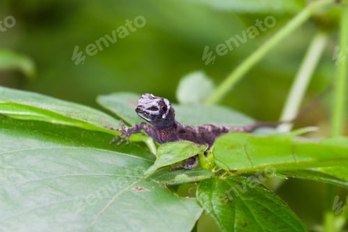Preview: Flora And Fauna Of The Rainforest With A Small Lizard On Top Of A Large Leaf