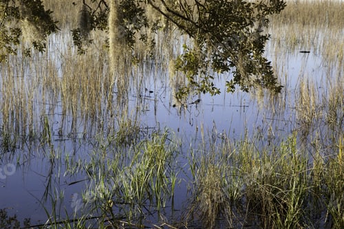 Preview: Tree Limb In Morning Water