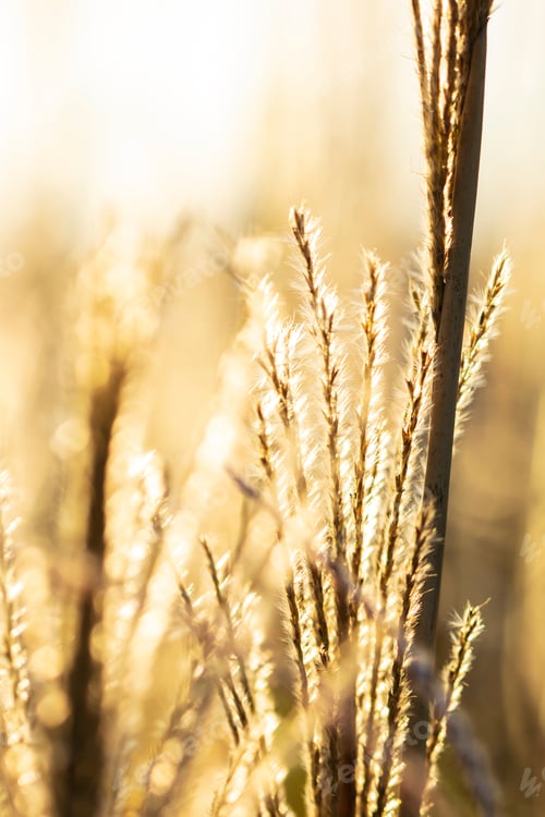 Preview: Tall Grass Selective Focus Backlit By Golden Hour Sun