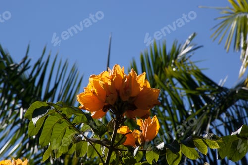 Preview: Orange Flowers Blooming In The Sunshine
