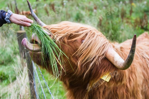 Preview: Close Up Of A Large Male Scottish Bull Being Fed Fresh Grass By Hand