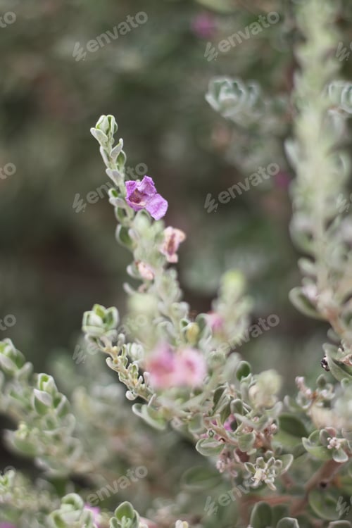 Preview: A Leucophyllum Fructescens Cenizo Plant With Purple Flowers 0787