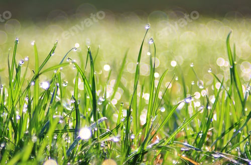 Preview: Green Grass Background - Natural Colors And Textures Of Life - Beautiful Greens