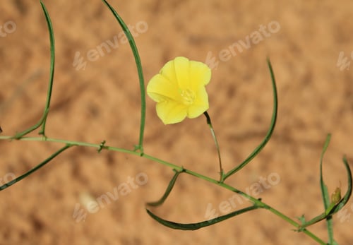Preview: Wild Flowers From Africa - Yellow Star - Small But Large In Appeal