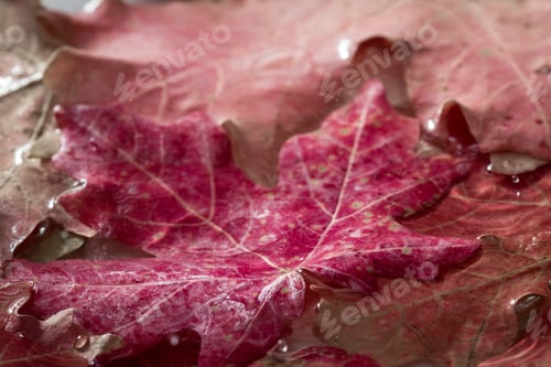 Preview: The Beauty Of Autumn In A Colorful Red Maple Leaf In A Calm Pool Of Water