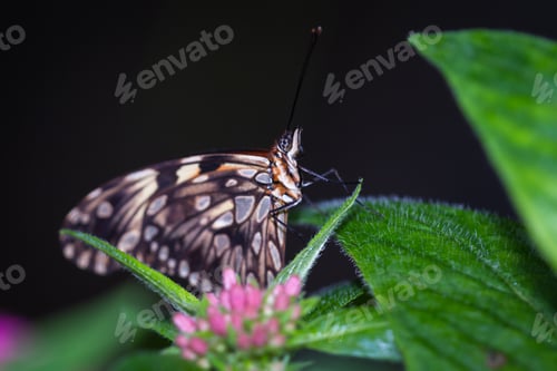 Preview: Macro Of A Tropical Butterfly Resting On A Leaf In The Rainforest Of Costa Rica