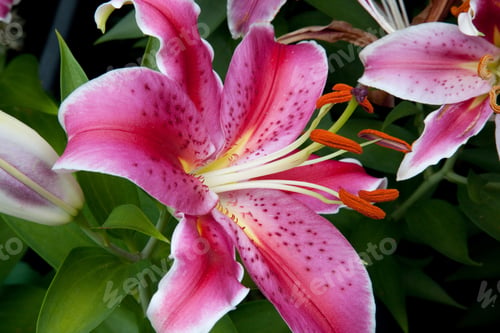 Preview: Red And Pink Lilly With An Open Bloom