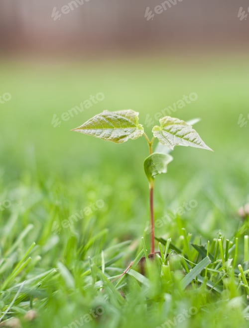 Preview: Small Maple Tree Growing In Green Grass Mid Spring In Northern Idaho