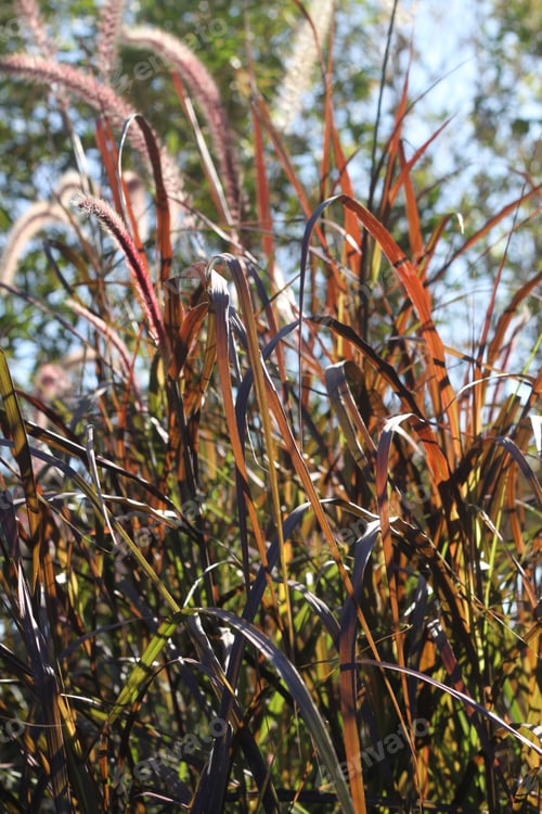 Preview: Tall Blades Of Prairie Grass With Feathery Plumes 2743