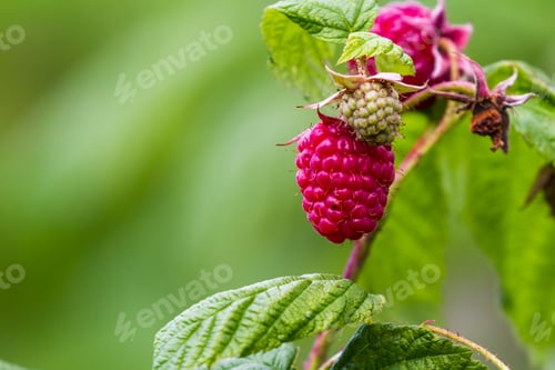 Preview: Close Up Of A Single Red Ripe Raspberry On The Plant With A Green Background