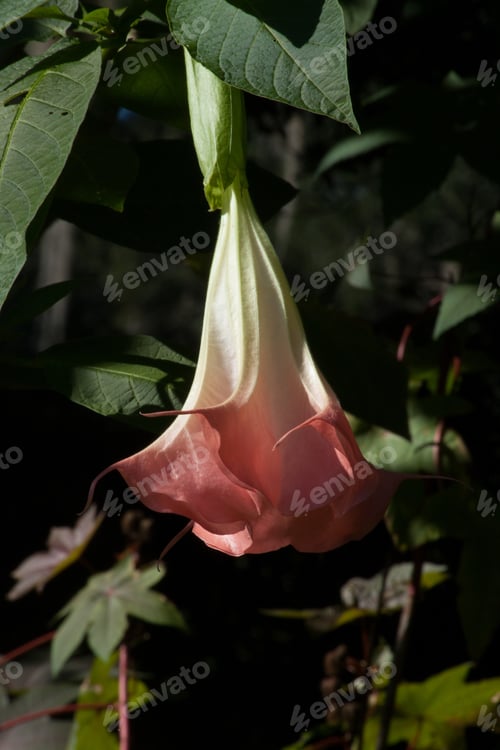 Preview: Red Flower With A Tired Droop In The Sunshine