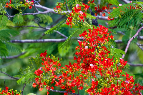 Preview: Close Up Of A Cluster Of Beautiful Orange Flowers On A Tropical Tree In Costa Rica