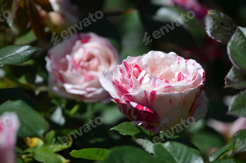 Preview: Garden With Red And White Striped Roses.