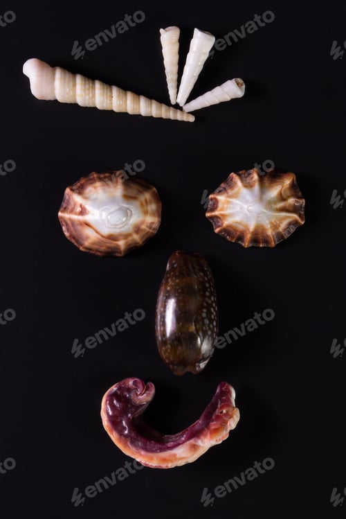 Preview: Sea Shells Arranged So That They Create A Face Emanating Emotion