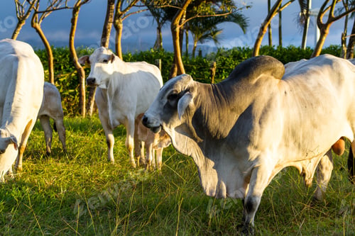 Preview: Pasture Raised Brahman Cattle In Guanacaste Costa Rica