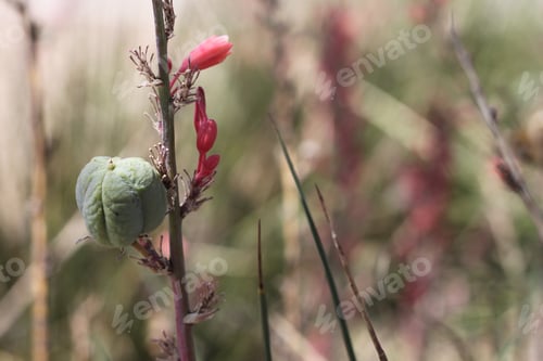 Preview: A Red Yucca Plant With Small Flowers 7990