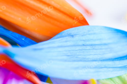 Preview: Macro Of Multiple Petals From Multi Colorful Aster Flowers
