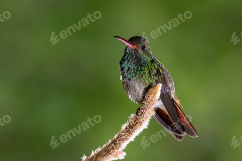 Vista previa: Close Up Of A Beautiful Rufous Tailed Hummingbird Perched On A Small Root With A Natural Out Of
