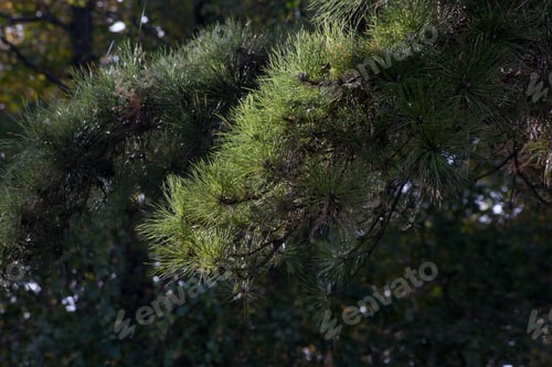 Preview: Pine Bough Outside On A Tree