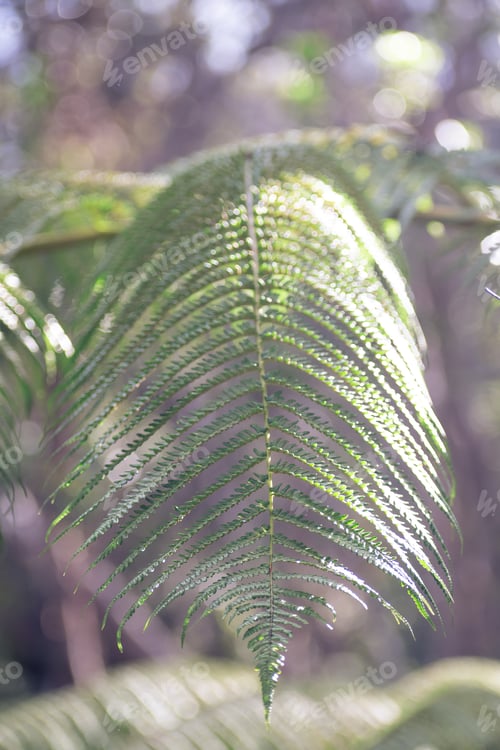 Preview: Close Up Of A Beautiful Green Fern Plant On A Sunny Day In Volcano National Park, Hawaii.