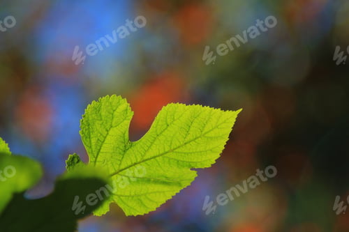 Preview: Colors In Nature - Leaf Background - Details Of Planet Earth