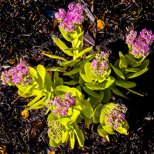 Preview: A Calanchoe Succulent With Bright Pink Flowers Blooming In A New Brunswick Garden