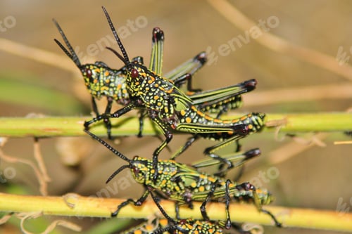 Preview: Grasshopper - African Insect Background - Natural Pest Of Color