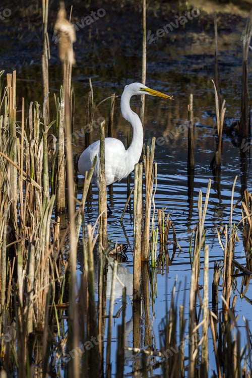 Preview: Beautiful Great White Egret With A Fish In His Beak In A Shallow Tidal Pond Near Hunter Creek In