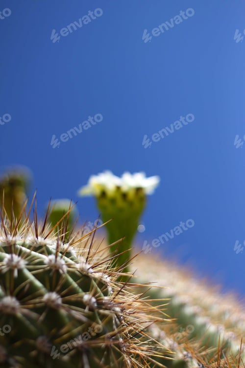 Preview: Cactus Flower Blooms Against Vivid Blue Sky