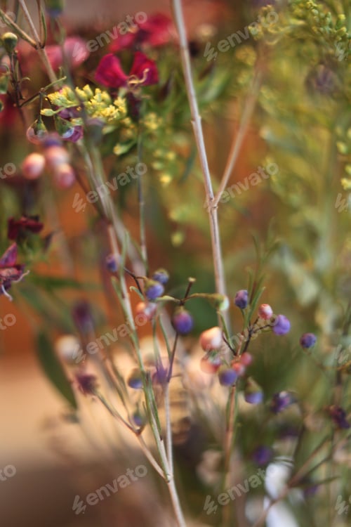 Preview: A Dense Cluster Of Geraldton Wax Flowers And Buds In Pink Purple Blue And White 6296