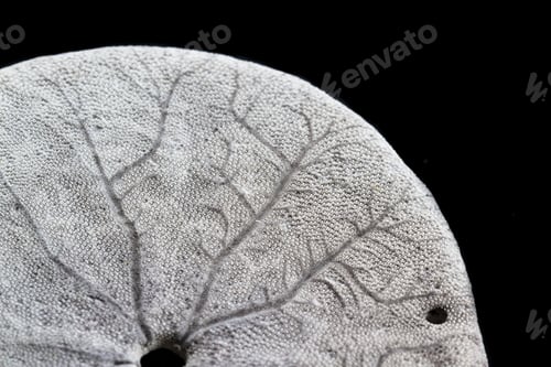 Preview: Old Sand Dollar Or Starfish Close Up With Interesting Texture And Pattern