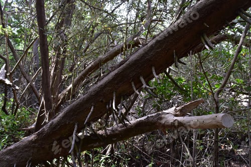 Preview: Large Mangrove Tree Rooting Inthe Spanish Lagoon In Aruba.