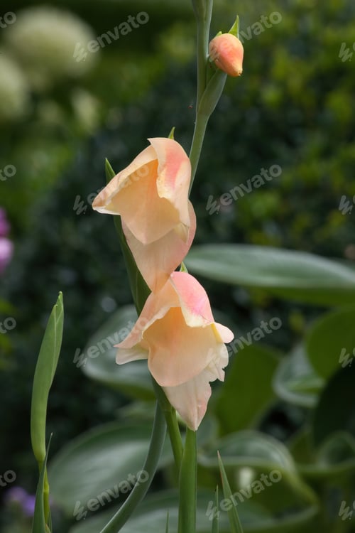 Preview: Orange Flower Outdoors In A Garden