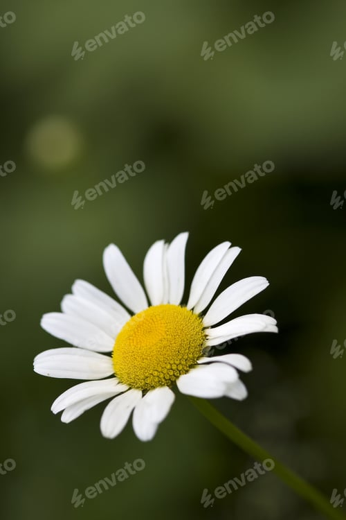 Preview: Single Daisy In A Garden